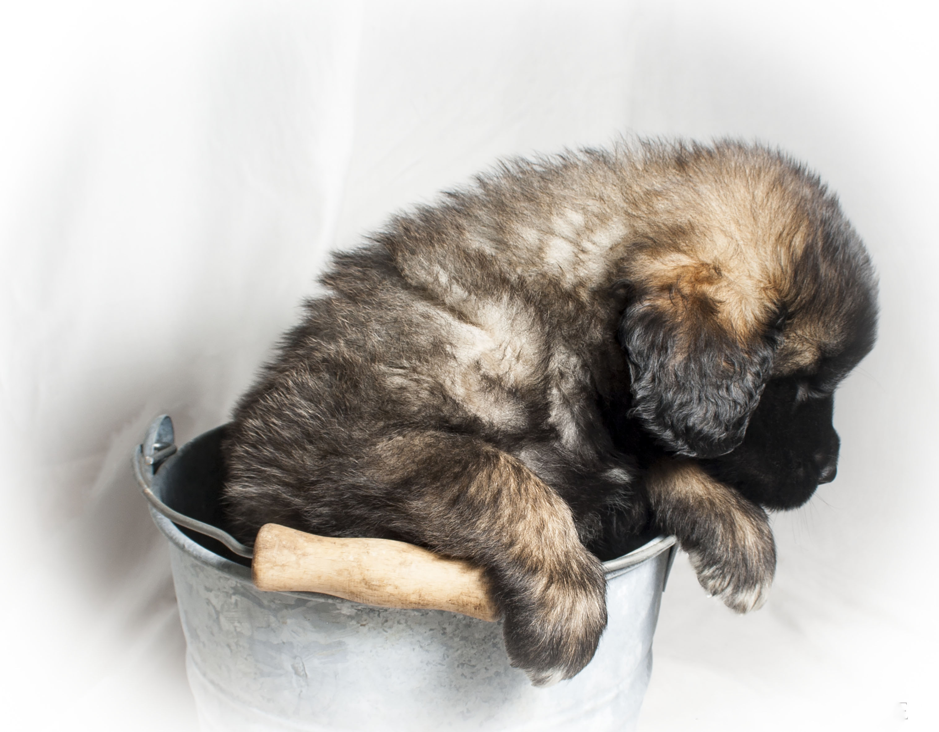 Leonberginkoiran pentu